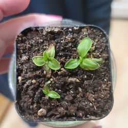 Pinguicula Primuliflora Carnivorous Plant