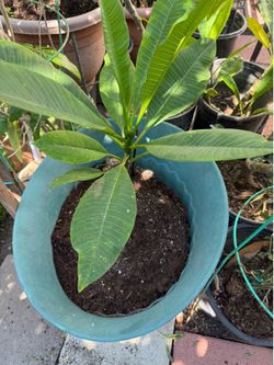 Nice potted Hawaiian style plant