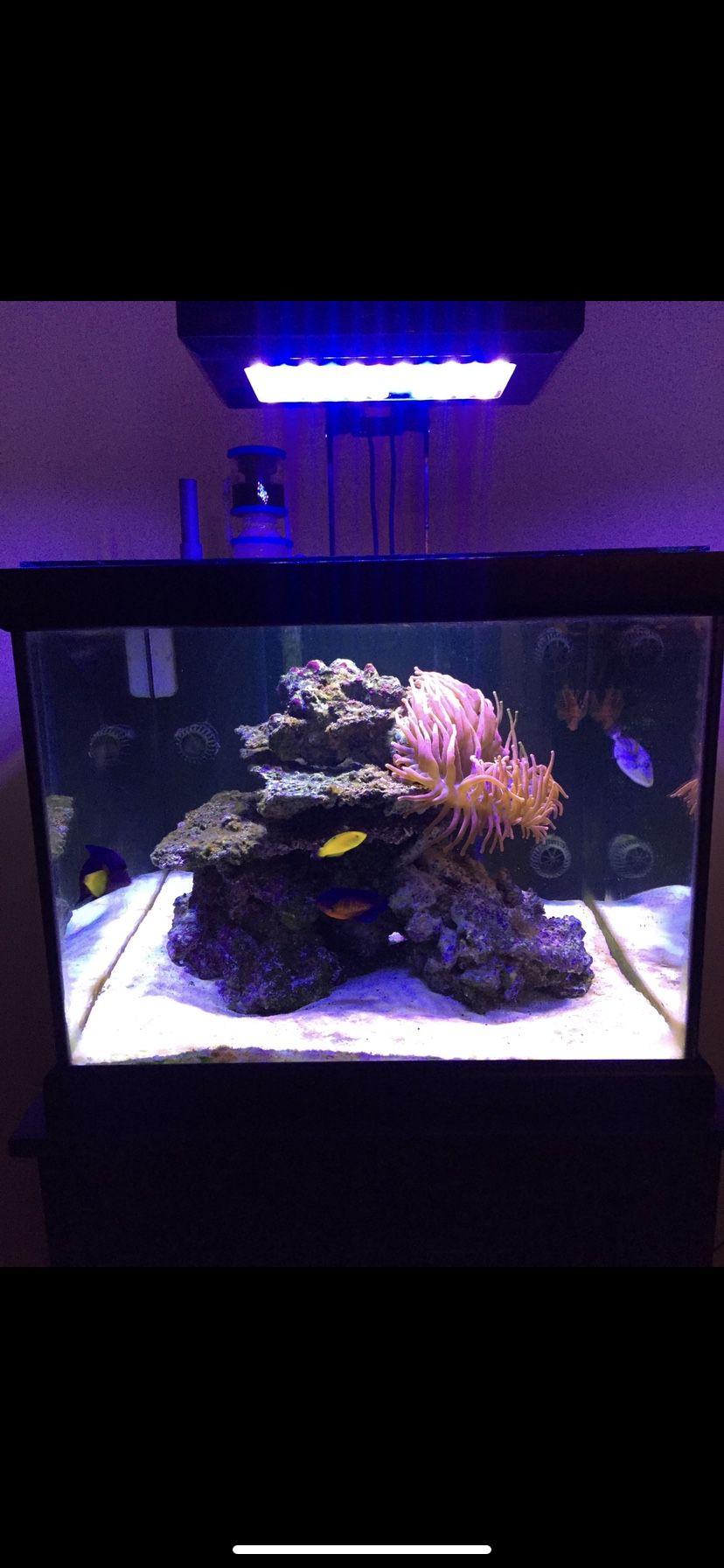 50 Gallon Reef Ready Cube Fish Tank