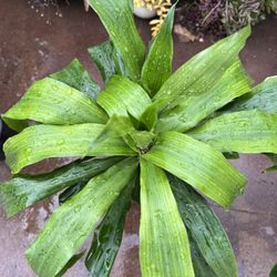 Dracaena Plant