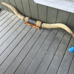 Mounted Horns Real