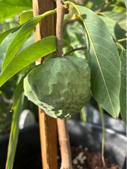 Atemoya - AP2 ( Mãng Cầu ÚC 2 )