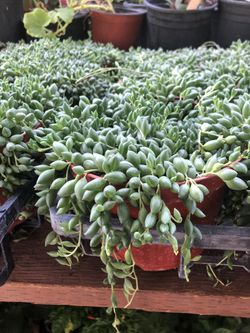 Bead plant succulent in 6 in pot. Ship without pot