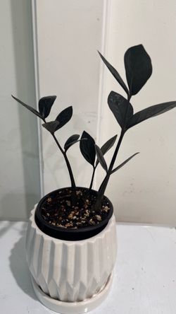 Black Zz Plant