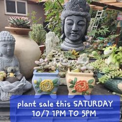 SUCCULENT And Plant Sale This Saturday $3 TO $10 