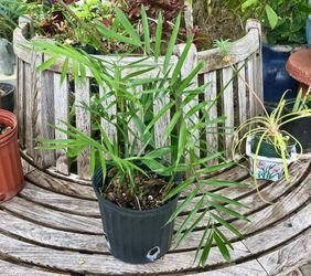 10” Bamboo Palms (not Bamboo)