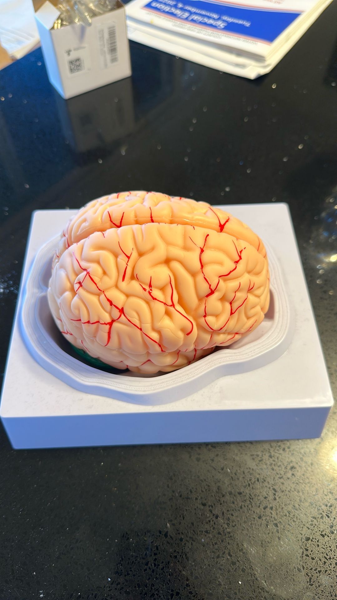 Human Brain Model