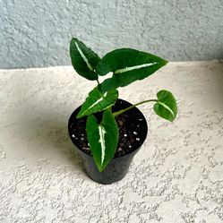 Philodendron Wendlandii Plant 