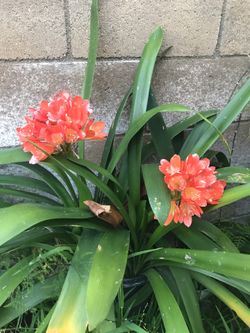 君子兰 clivia