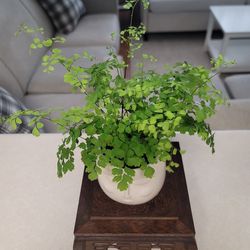 Plant With Ceramic Pot 