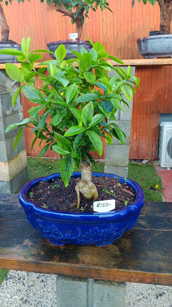 Beautiful Bonsai Gardenia Tree 150.00 for Sale in Miami, FL OfferUp