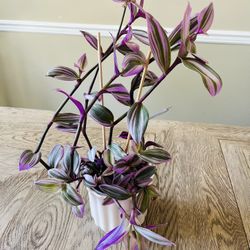 Large Tradescantia Nanouk Plants