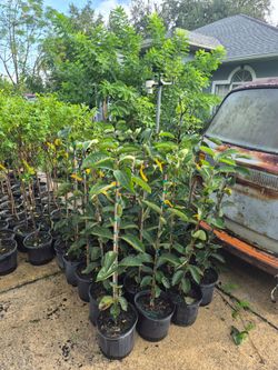 Rosenyanki persimmon