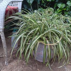 Large Spider Plant In Beautiful Ceramic Pot