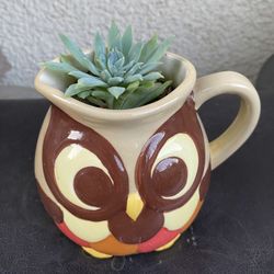Succulents In A Owl Mug.
