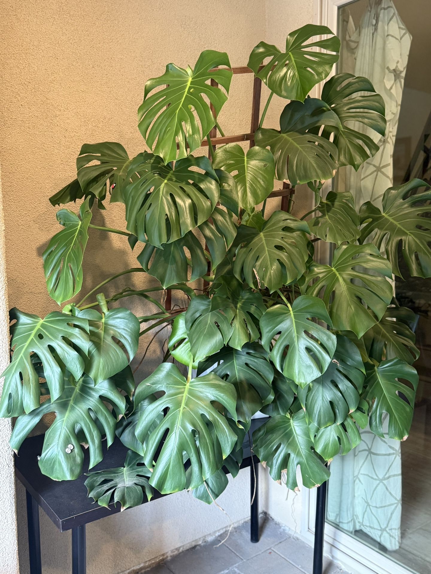 Beautiful Mostera Plant