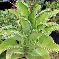 Mother Of Thousands  - Kalanchoe Laetivirens Exotic Rare Succulent Plant (pup) Cuttings 