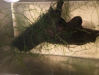Java moss