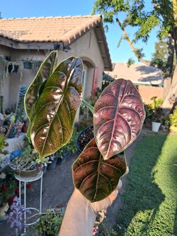 Alocasia AZLANII Plant $28