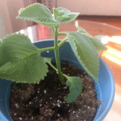 Mexican Mint/ Cuban Oregano/ Big Leaf Thyme/ Go Diten