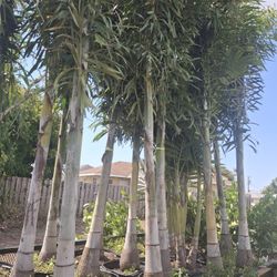 Foxtail Palm Tree  / INSTALLATION INCLUDED 
