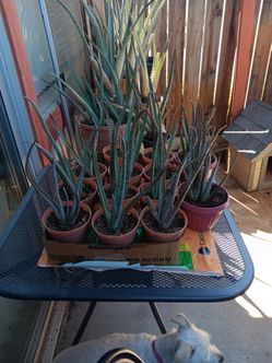 Aloe Vera Plants