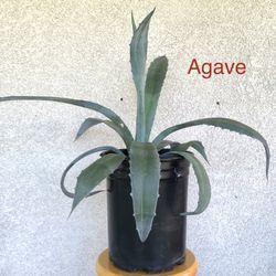Agave Maguey Plant