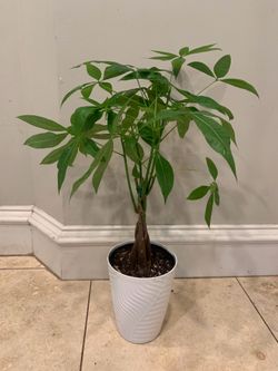 Braided Money tree