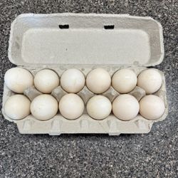 Duck Eggs Backyard Raised Organic  Fresh