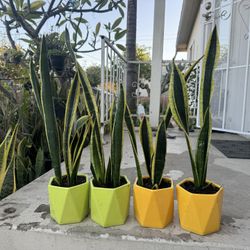 Black Gold Snake Plant In Ceramic Pot