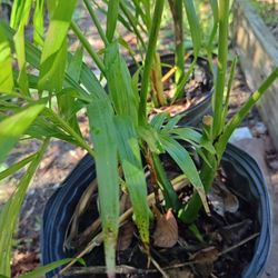 Cat Palm Plant
