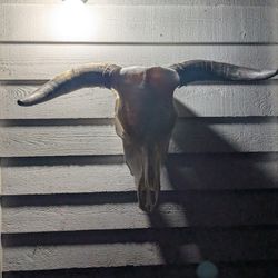 Cow Skull