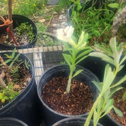 Desert Roses 1gallon 1ft Tall 