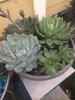 three succulents