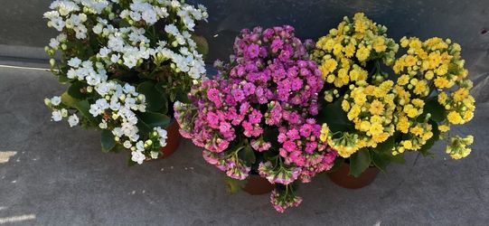 Plants