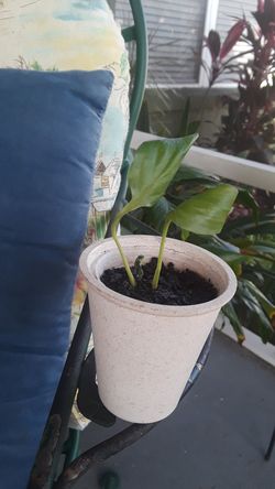 Baby peace lilley plant