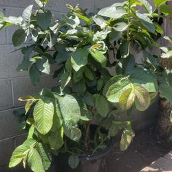 Guayabo