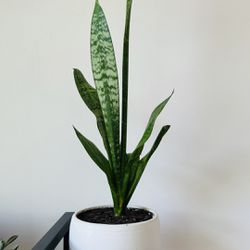 Plant (Sandevieria) 