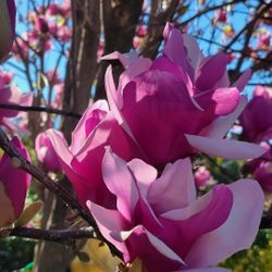 Pink   Magnolia   Tree