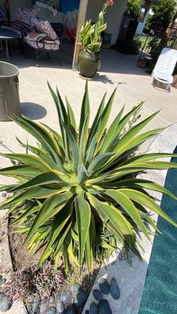 Agave plant, variegated, large