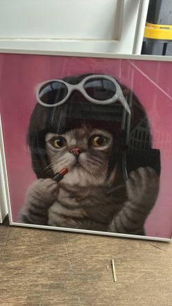 Cat pictures