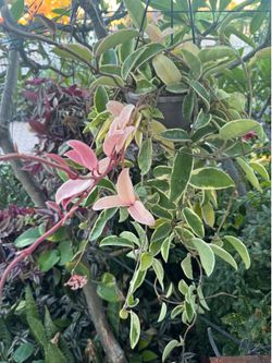 Variegated Hoya