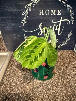 Plant