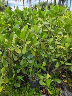 clusias 4 to 5 feet tall Instant probabilidad Hedge