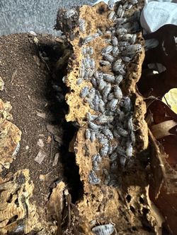 Dairy Cow Isopods (Porcellio laevis)
