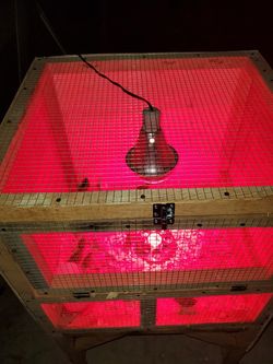 Cage heat lamp NOT included