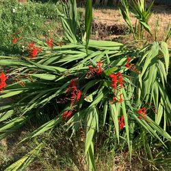 Red Dragoon Lilies Starts $5 Ea