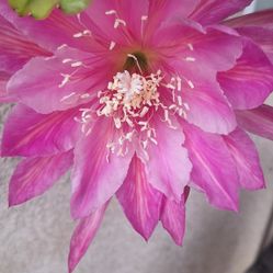 Epiphyllum Cuttings 3 Per Plant For $18.00