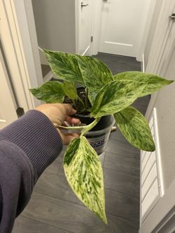 Very Pretty Pothos Plant In Pot Young Growing 