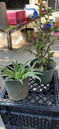 Love ❤️ plants $5 for 1 and $9 for 2